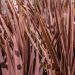 Cordyline Red Star