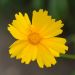 Coreopsis Sonnenkind