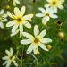 Coreopsis Moonbeam