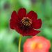 Cosmos Chocamocha