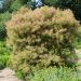 Cotinus 'Young Lady'