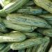 Courgette Adrielle Hybride F1