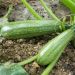 Courgette Belor Hybride F1