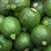 Courgette de Nice à fruit rond