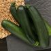 Courgette verte noire maraîchère