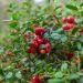 Cranberry, canneberge à gros fruits ou Vaccinium macrocarpon