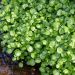 Cresson de jardin BIO