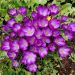 Crocus botanique Ruby Giant