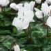 Cyclamen de Naples blanc