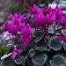 Cyclamen de Perse ELIXIA®