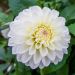 Dahlia balle Polar Ice