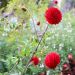 Dahlia balle Red Fox