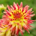 Dahlia cactus Oiseau de Feu