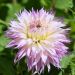 Dahlia cactus dentelle Nenekasi