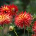 Dahlia cactus à grandes fleurs Bora Bora