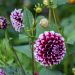 Dahlia décoratif Bal d'Edimbourg 