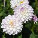 Dahlia décoratif Evelyne