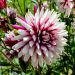 Dahlia décoratif Rebecca's World