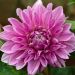 Dahlia géant Lavender Perfection