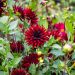 Dahlia nain cactus Red Pigmy