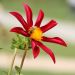 Dahlia paysage Honka Red