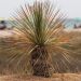 Dasylirion longissimum