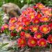 Delosperma Ocean Sunset® Orange Glow