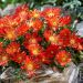 Delosperma Ocean Sunset® Orange Vibe