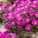 Delosperma Ocean Sunset® Violet