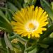 Delosperma Wheels of Wonder Golden