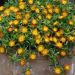 Delosperma Wheels of Wonder Orange