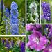 Delphinium Magic Fountains en mélange