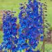 Delphinium, Pied d'Alouette Pacific Black Knight