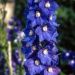 Delphinium, Pied d'Alouette Pacific Blue Bird