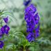 Delphinium, Pied d'Alouette Bellamosum