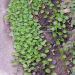 Dichondra rampant