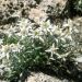 Edelweiss des alpes