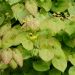 Epimedium, Fleur des Elfes Frohnleiten