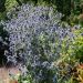 Panicaut