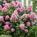 Escallonia nain Pink Elle