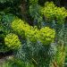 Euphorbe characias wulfenii