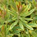 Euphorbe de Martin, Euphorbia x martinii Ascot Rainbow