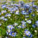 Marguerite du Cap Forever Blue