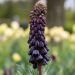 Fritillaire de Perse ou Fritillaria persica