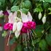 Fuchsia retombant Bella Rosella
