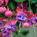 Fuchsia rustique Princess Dollar