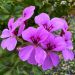 Géranium-lierre HAPPY FACE Amethyst