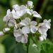 Géranium blanc TWOinONE White