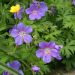 Géranium vivace Johnson's Blue