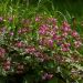 Geranium vivace Crystal Rose
